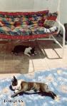 [BRANDY i PEGGY SUE (4,5 miesi�ca)]